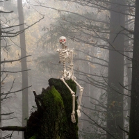 Skeleton-8268-copy